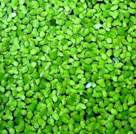 Pianta lemna minor o lenticchia d'acqua