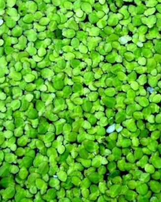 Pianta lemna minor o lenticchia d'acqua