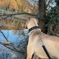Cane Corso Tradizionale
