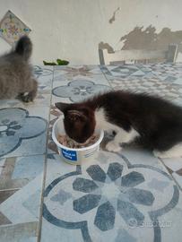 Dolci micine