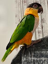 Pappagallo Caicco Testa Nera