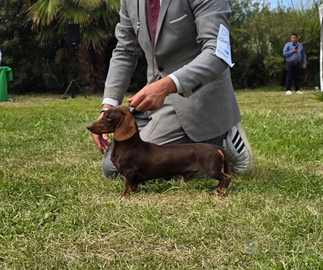 Bassotto cioccolato per monta