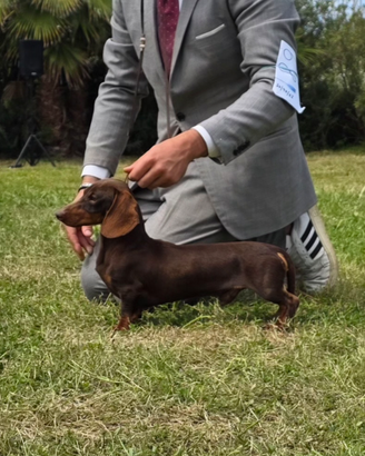 Bassotto cioccolato per monta