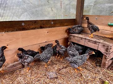 Pulcini di gallina AMROCK GIGANTE