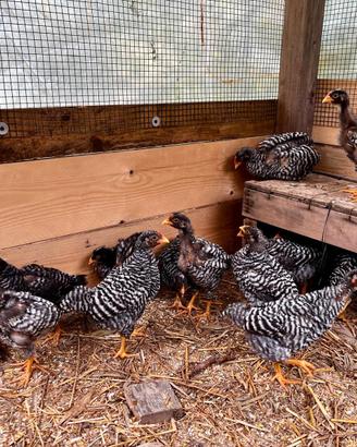 Pulcini di gallina AMROCK GIGANTE