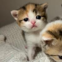 Disponibili cuccioli British Shorthair