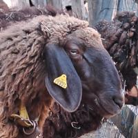 Pecore razza Braunes Bergschaf