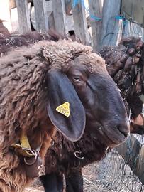 Pecore razza Braunes Bergschaf