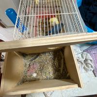 Disponibili a breve Pulli inseparabili