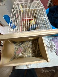 Disponibili a breve Pulli inseparabili