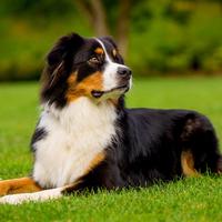 Pastore Australiano australian shepherd