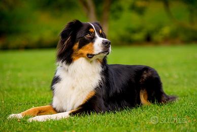 Pastore Australiano australian shepherd