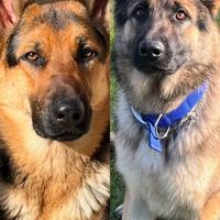 Prenotazioni cucciolo pastore tedesco