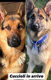 Prenotazioni cucciolo pastore tedesco