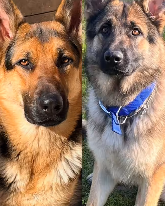 Prenotazioni cucciolo pastore tedesco