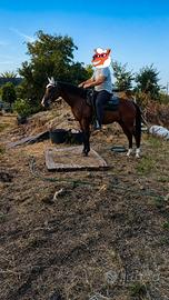 Cavallo castrone