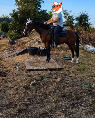 Cavallo castrone