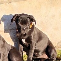 Cucciola Cane Corso