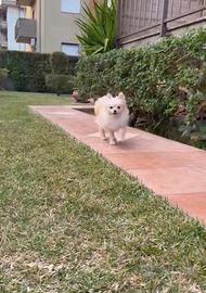 Monta per cani