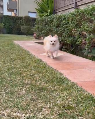 Monta per cani