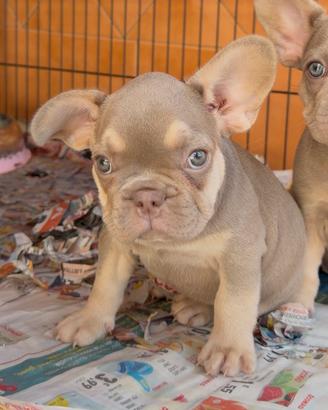 Bulldog francese femmina