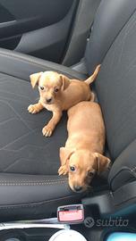 Cani taglia piccola nano
