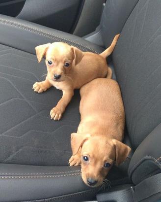 Cani taglia piccola nano
