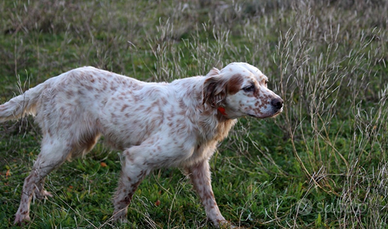 Setter femmina da caccia