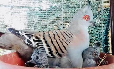 Tortora Australiana Ciuffata