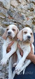 Cuccioli pointer inglese