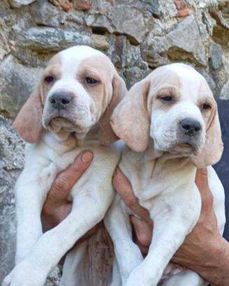 Cuccioli pointer inglese