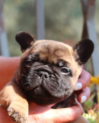 Cucciolo bulldog francese