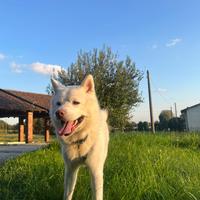 Akita inu maschio per accoppiamento