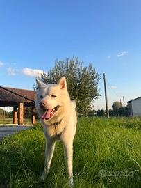 Akita inu maschio per accoppiamento