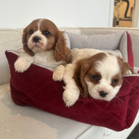 Cavalier king