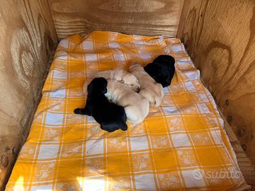Cuccioli di labrador