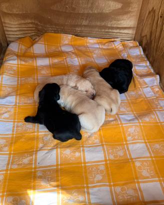 Cuccioli di labrador