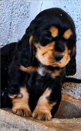 Cocker spaniel inglese i
