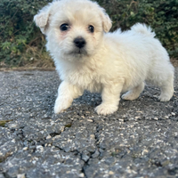 Maltese