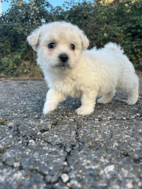 Maltese