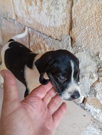 Cucciolo di Pointer