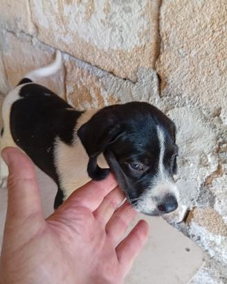 Cucciolo di Pointer
