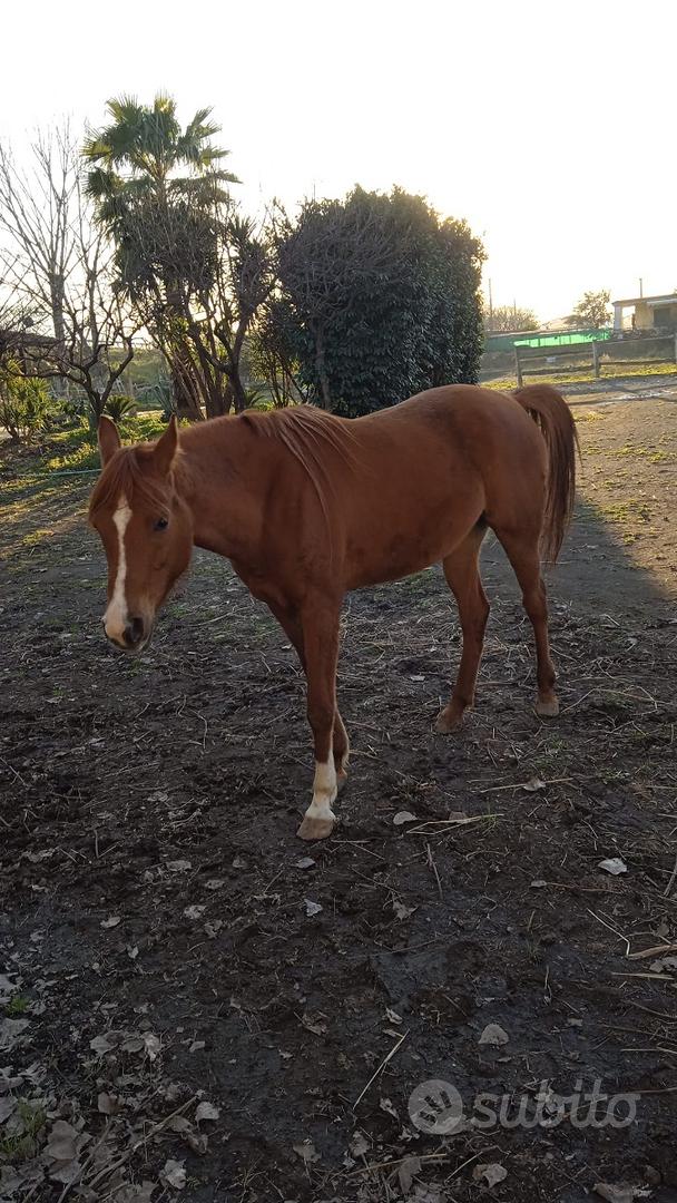 Adaptil - Animali In vendita a Salerno