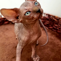 Gattina Sphynx di 3 mesi