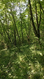 TERRENO AGRICOLO COLLINARE Mq 3350