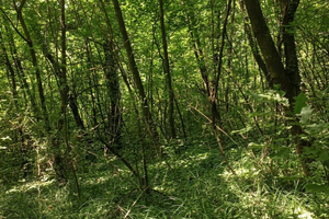 TERRENO AGRICOLO COLLINARE Mq 3350