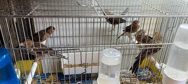 Uccelli
