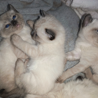 Cuccioli Siamesi Thai