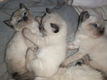 Cuccioli Siamesi Thai