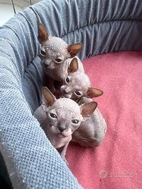 Cuccioli sphynx